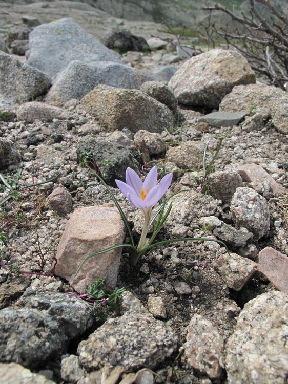 Crocus corsicus
